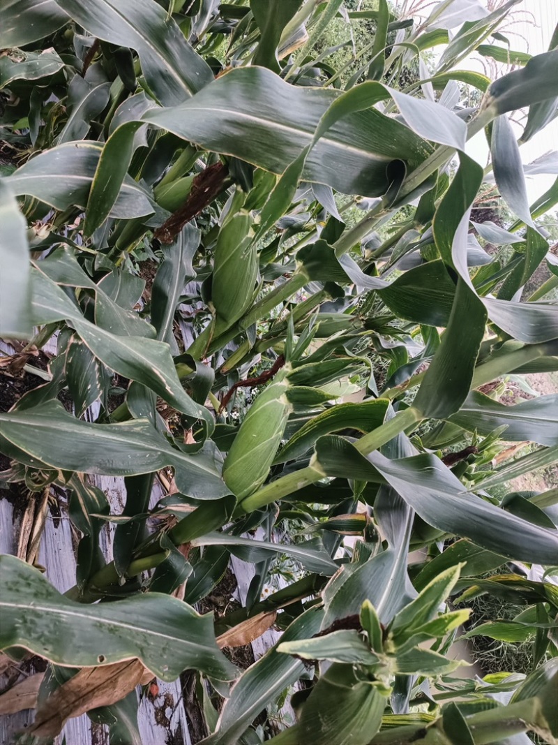 精品太阳花甜玉米