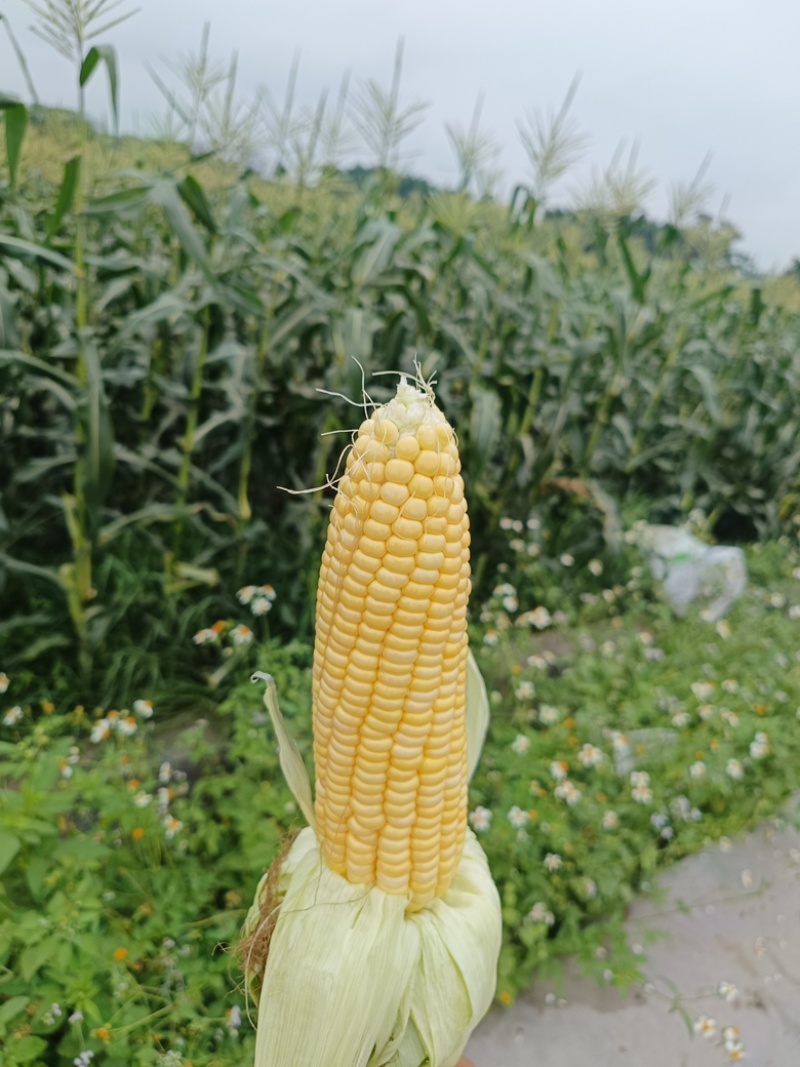 精品太阳花甜玉米