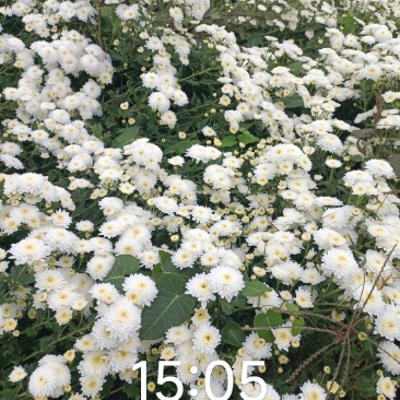 大板菊，雾苑黄菊，金丝皇菊