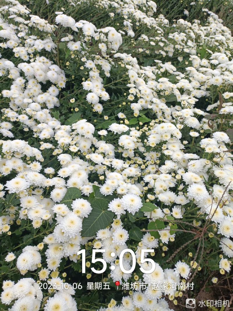 大板菊，雾苑黄菊，金丝皇菊