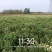 大板菊，雾苑黄菊，金丝皇菊