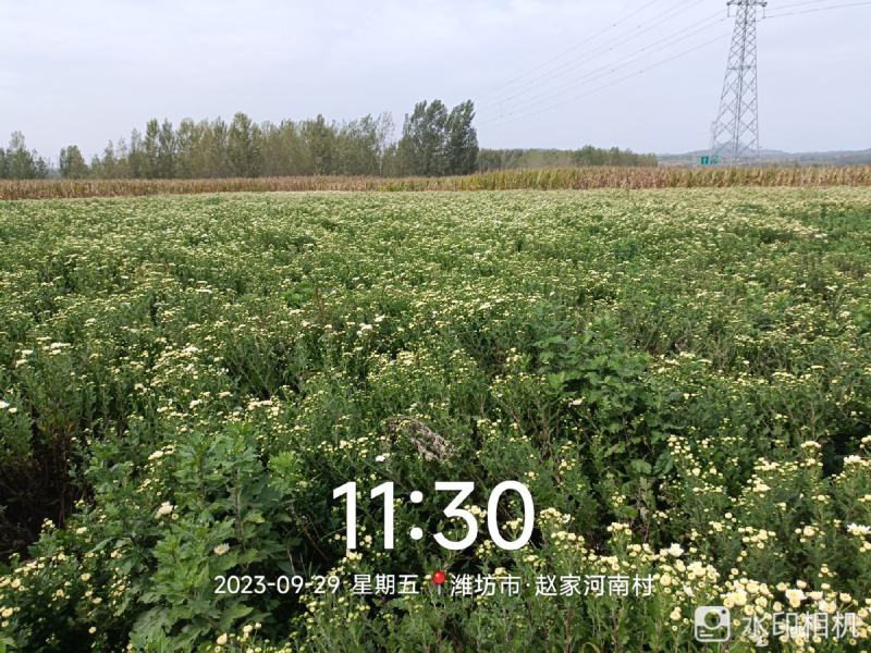 大板菊，雾苑黄菊，金丝皇菊