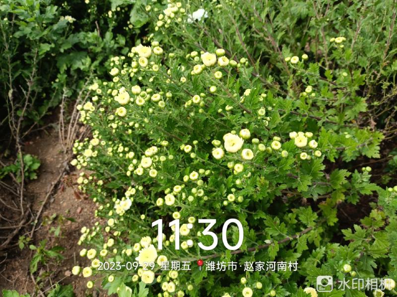 大板菊，雾苑黄菊，金丝皇菊