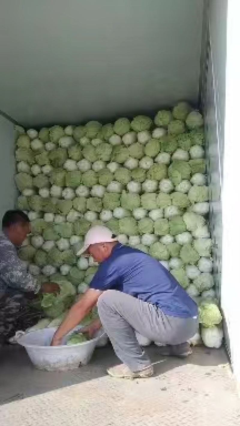 精品白菜北京三号白菜质量保证一手货源货源充足欢迎咨询