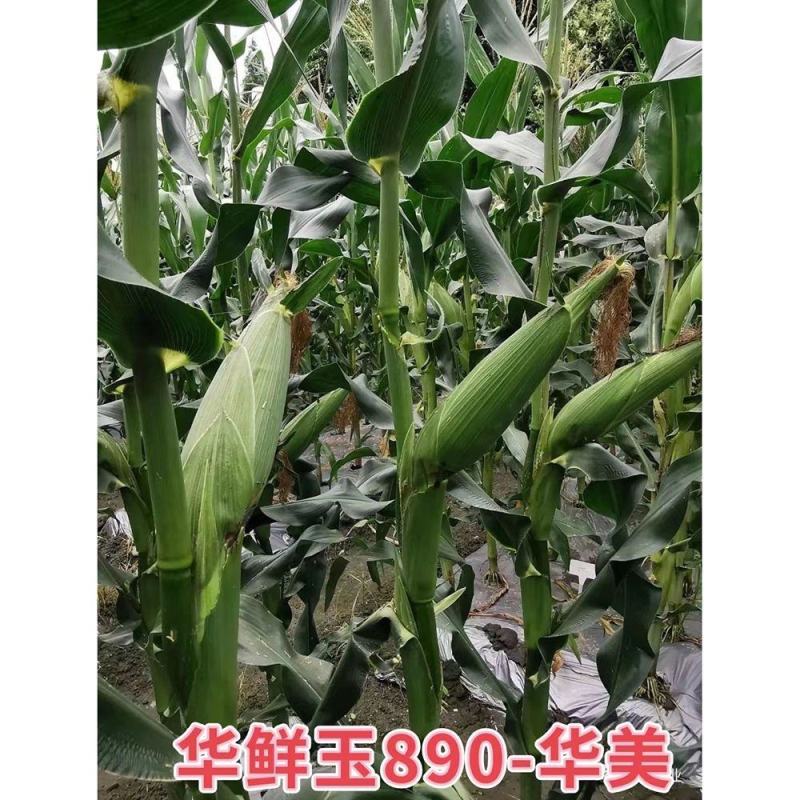 有机种业新鲜玉890大田种植香甜糯国审玉米种子春秋播种非