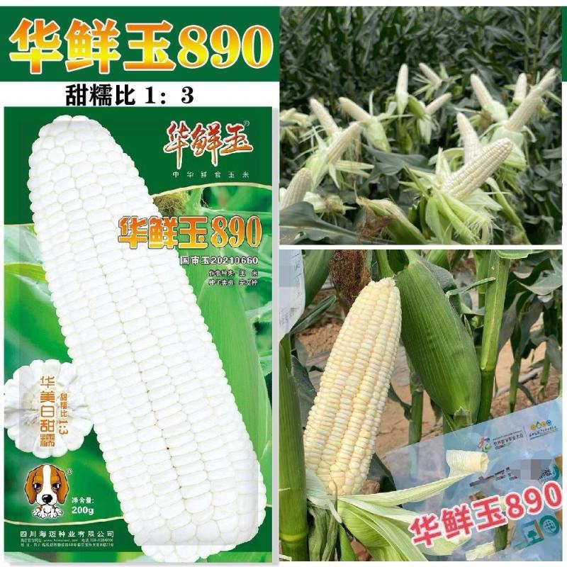 有机种业新鲜玉890大田种植香甜糯国审玉米种子春秋播种非