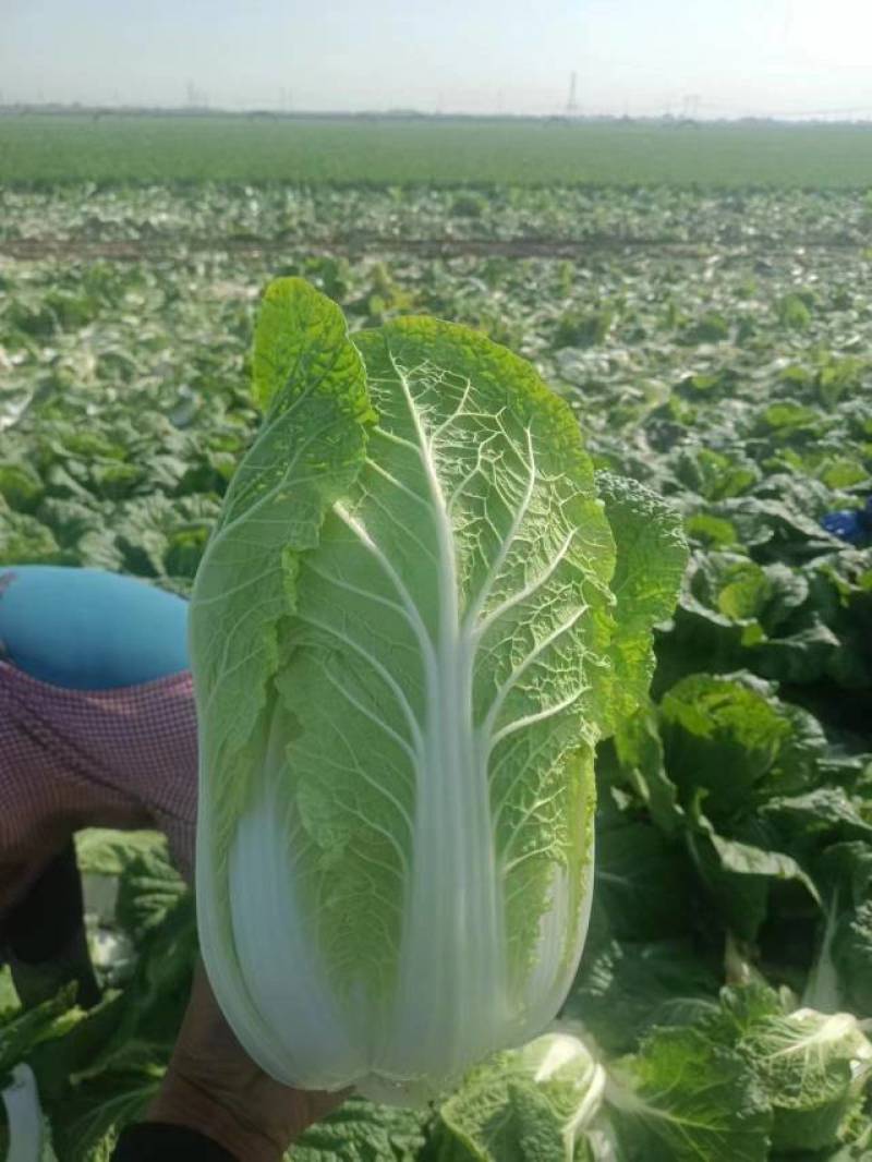 精品白菜北京三号白菜净菜产地发货大量供应欢迎采购
