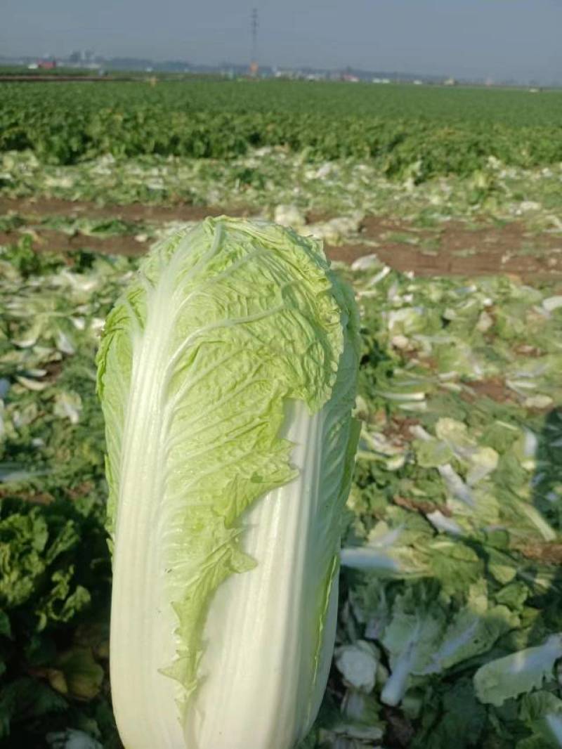精品白菜北京三号白菜净菜产地发货大量供应欢迎采购