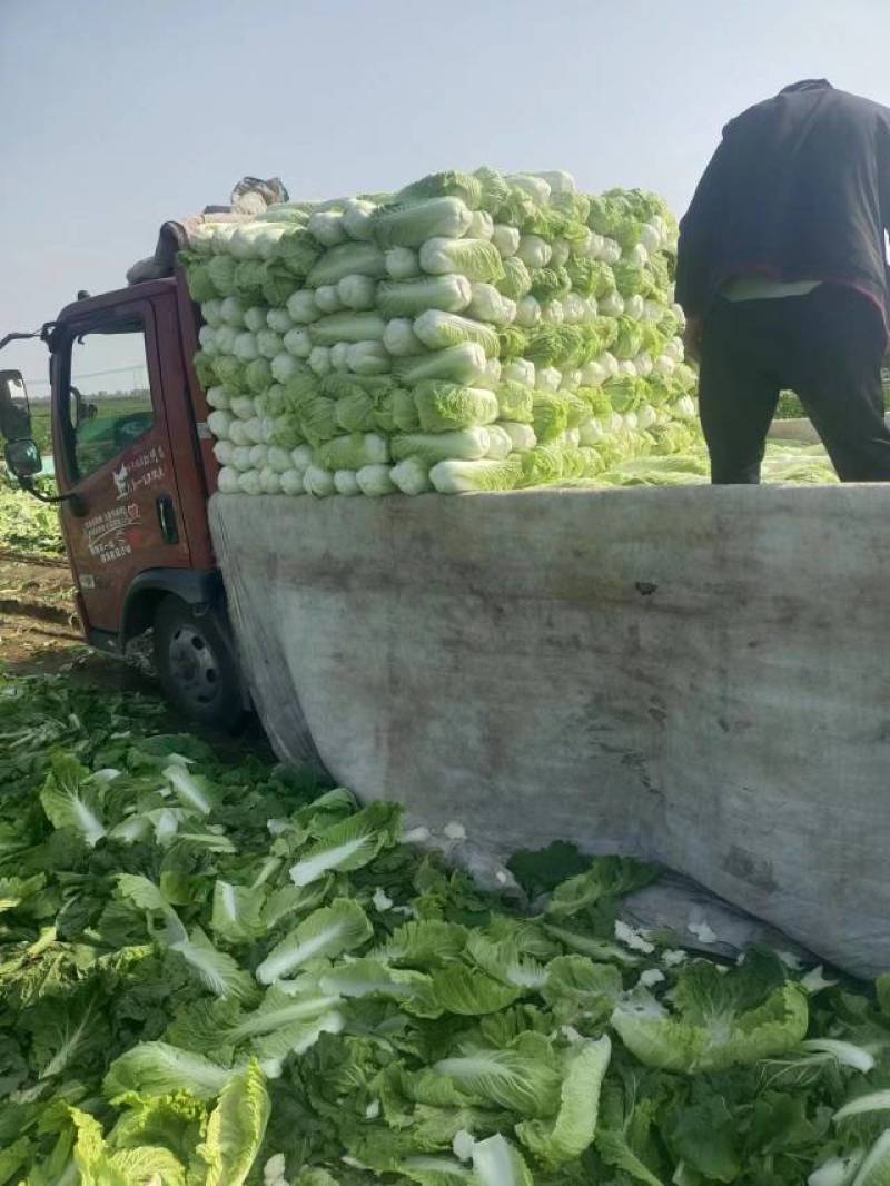 精品白菜北京三号白菜净菜产地发货大量供应欢迎采购