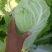 精品白菜北京三号白菜净菜产地发货大量供应欢迎采购
