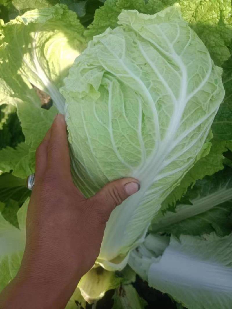 精品白菜北京三号白菜净菜产地发货大量供应欢迎采购