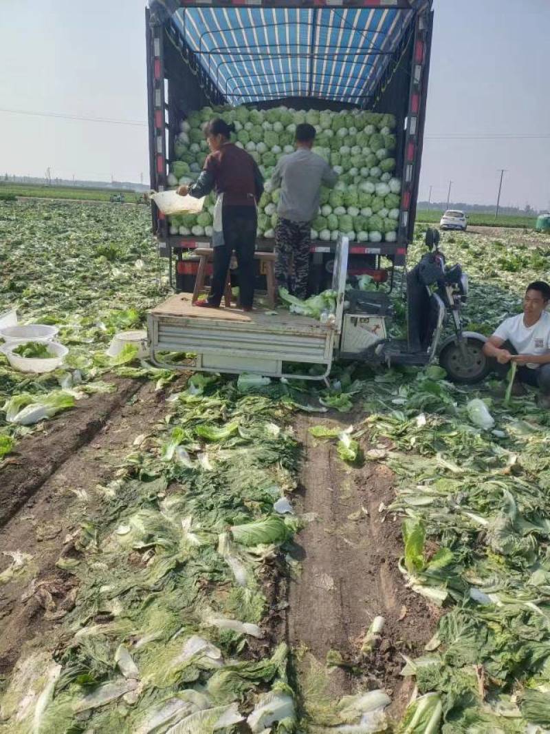 精品白菜北京三号白菜净菜产地发货大量供应欢迎采购