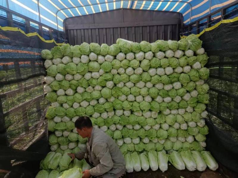 精品白菜北京三号白菜净菜产地发货大量供应欢迎采购