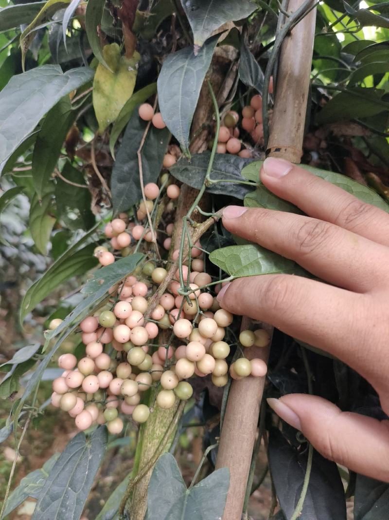 优质云南金果榄种子地苦胆种子金线吊葫芦种子量大优惠