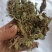 蛤蟆草，手选野生，全国发货，大货供应，支持在线下单