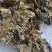 蛤蟆草，手选野生，全国发货，大货供应，支持在线下单