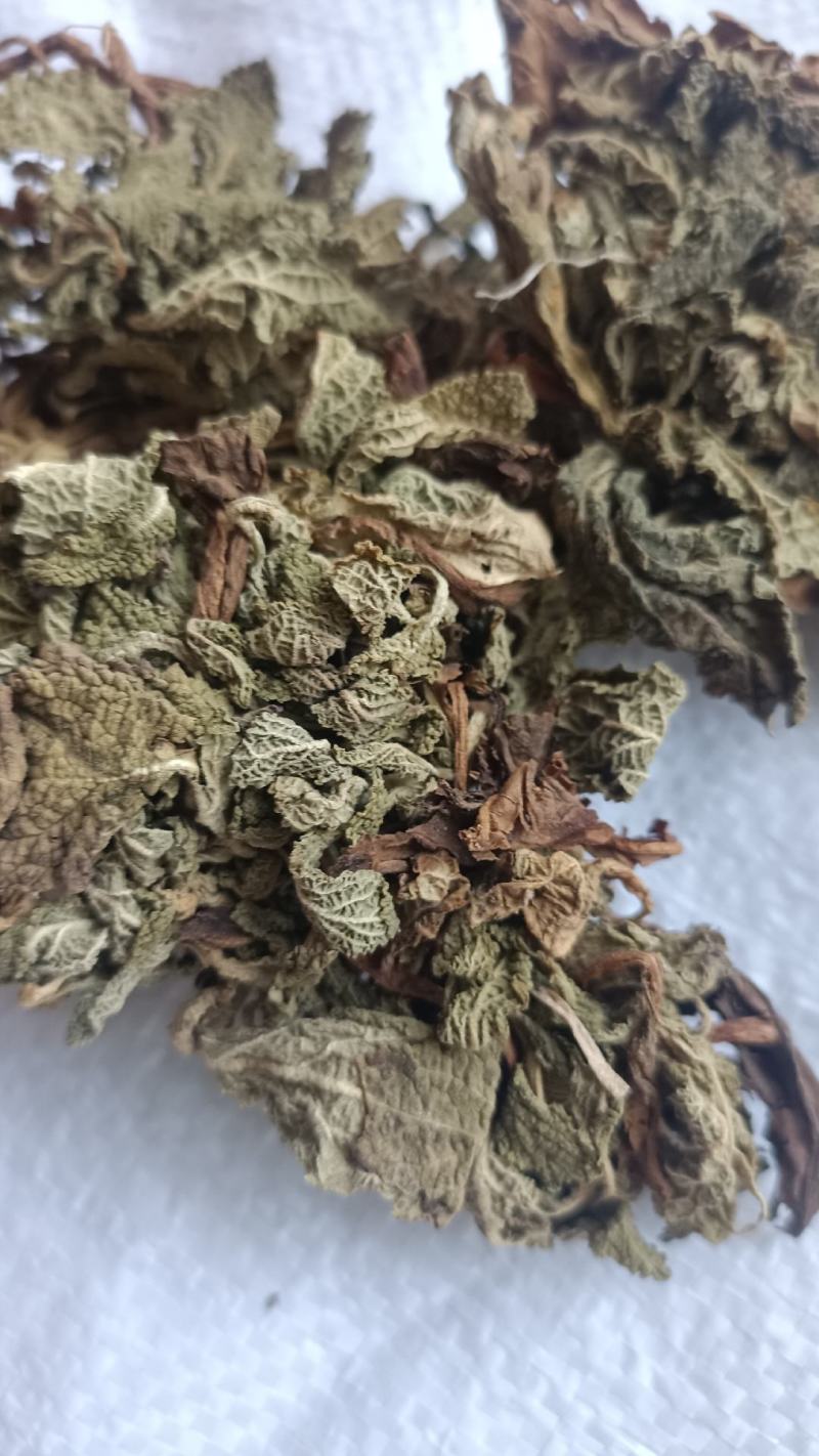 蛤蟆草，手选野生，全国发货，大货供应，支持在线下单