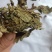 蛤蟆草，手选野生，全国发货，大货供应，支持在线下单