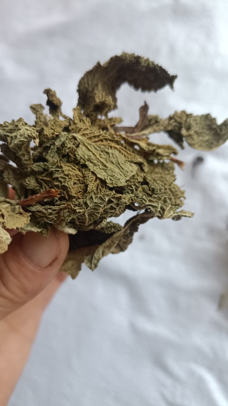 蛤蟆草，手选野生，全国发货，大货供应，支持在线下单