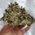 蛤蟆草，手选野生，全国发货，大货供应，支持在线下单