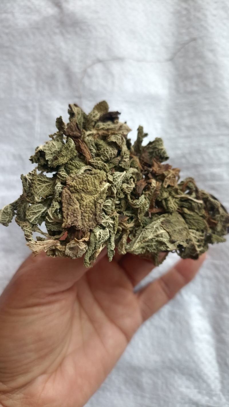蛤蟆草，手选野生，全国发货，大货供应，支持在线下单