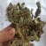 蛤蟆草，手选野生，全国发货，大货供应，支持在线下单
