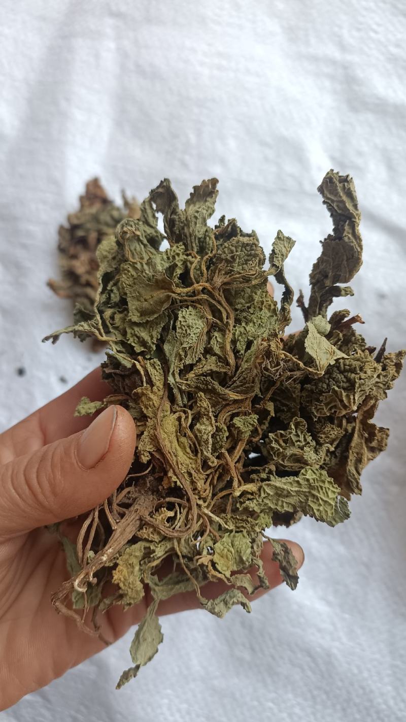 蛤蟆草，手选野生，全国发货，大货供应，支持在线下单