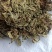 蛤蟆草，手选野生，全国发货，大货供应，支持在线下单