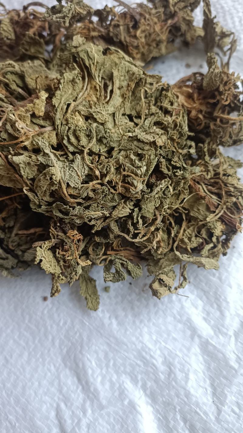 蛤蟆草，手选野生，全国发货，大货供应，支持在线下单