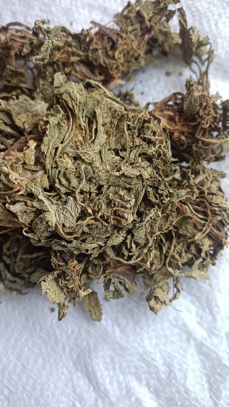 蛤蟆草，手选野生，全国发货，大货供应，支持在线下单
