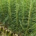 3代速生杉木苗