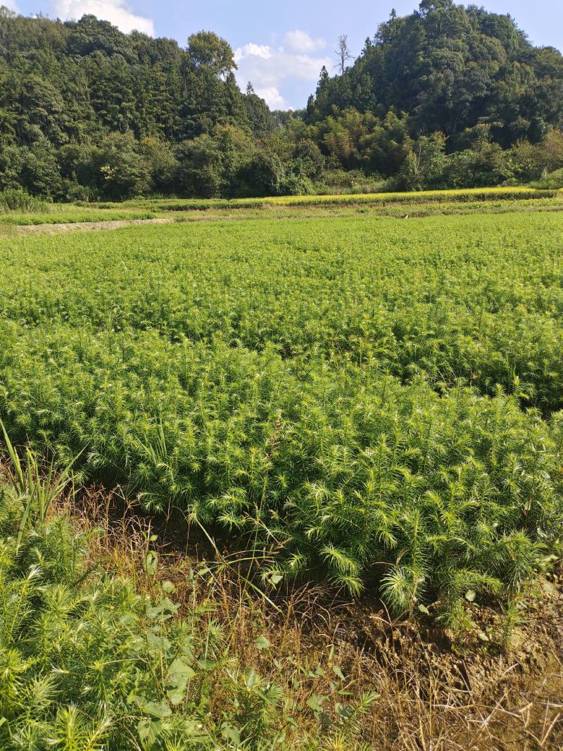 3代速生杉木苗
