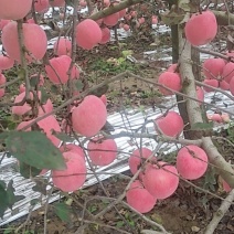 红富士苹果