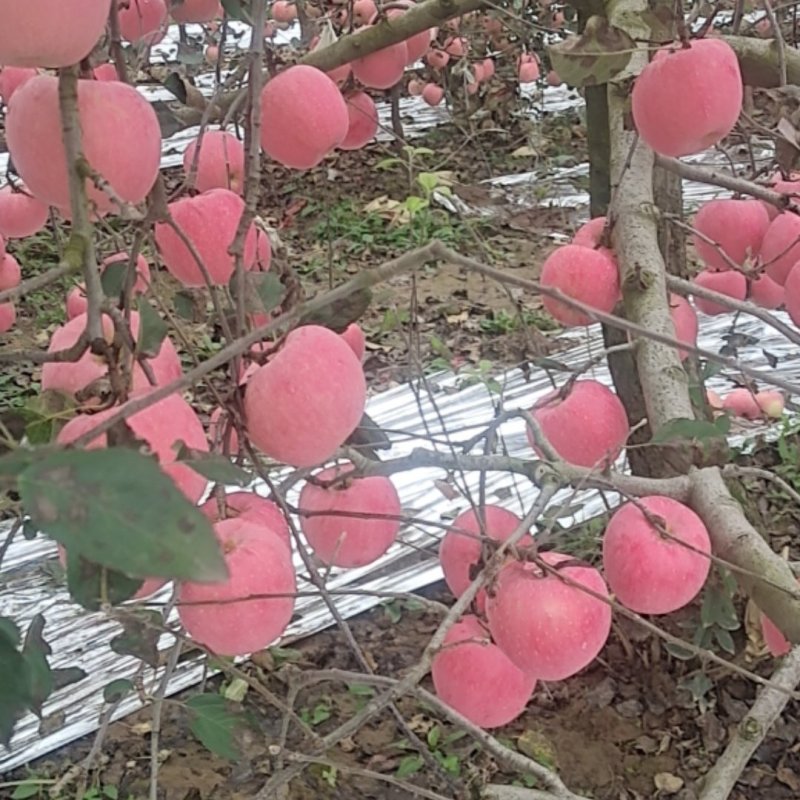 红富士苹果