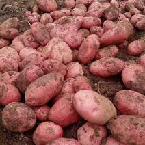 【土豆】黄心土豆红皮土豆规格齐全全国发货欢迎咨询