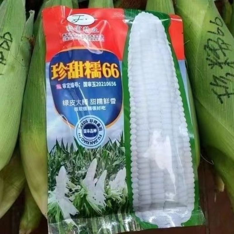 珍甜糯66白甜糯玉米种籽甜加糯玉米高产大棒型大香甜糯玉米