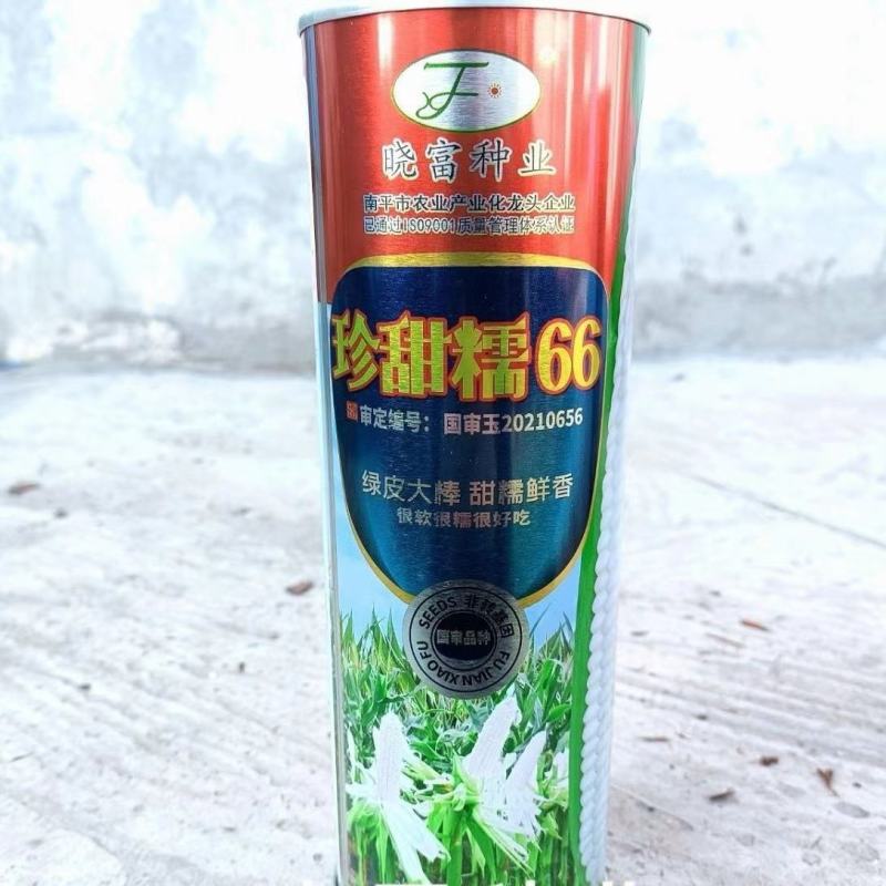 珍甜糯66白甜糯玉米种籽甜加糯玉米高产大棒型大香甜糯玉米