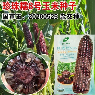 国审甜糯8号黑糯玉米种子新鲜粘大棒水果苞米非转基因黑玉米