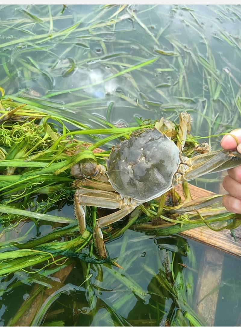 大闸蟹