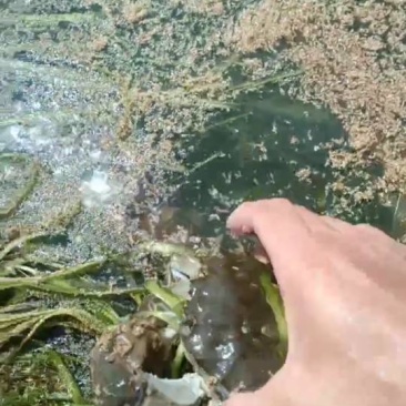 大闸蟹