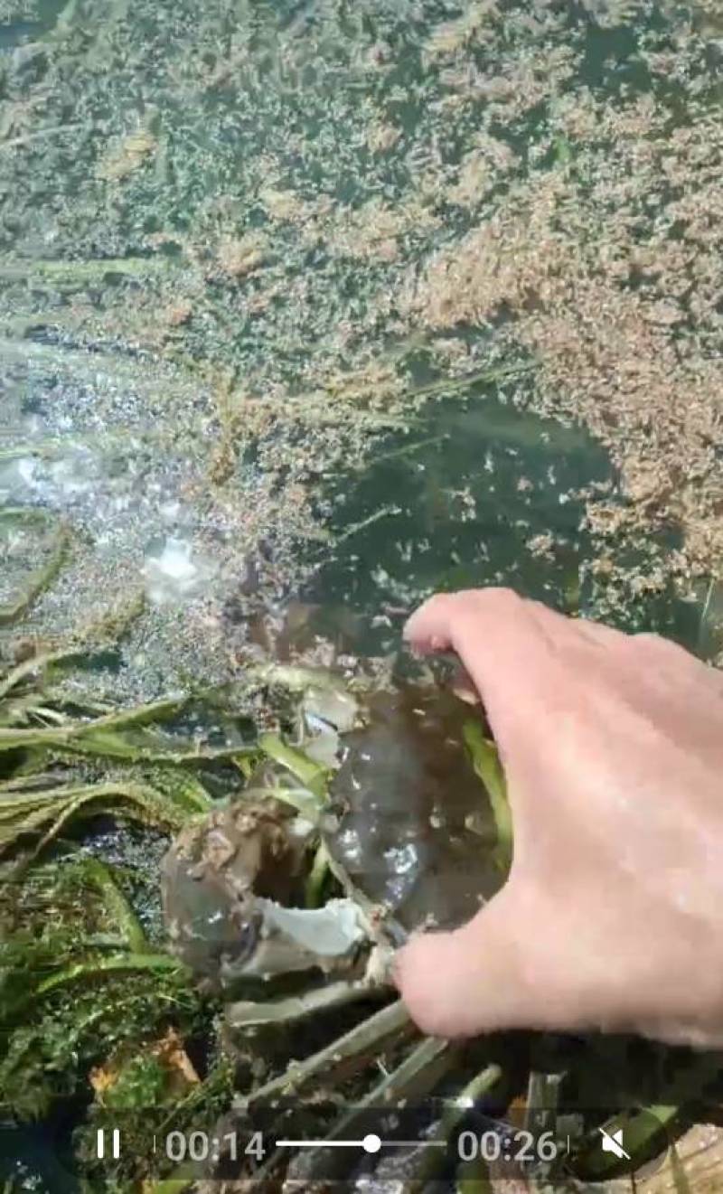 大闸蟹