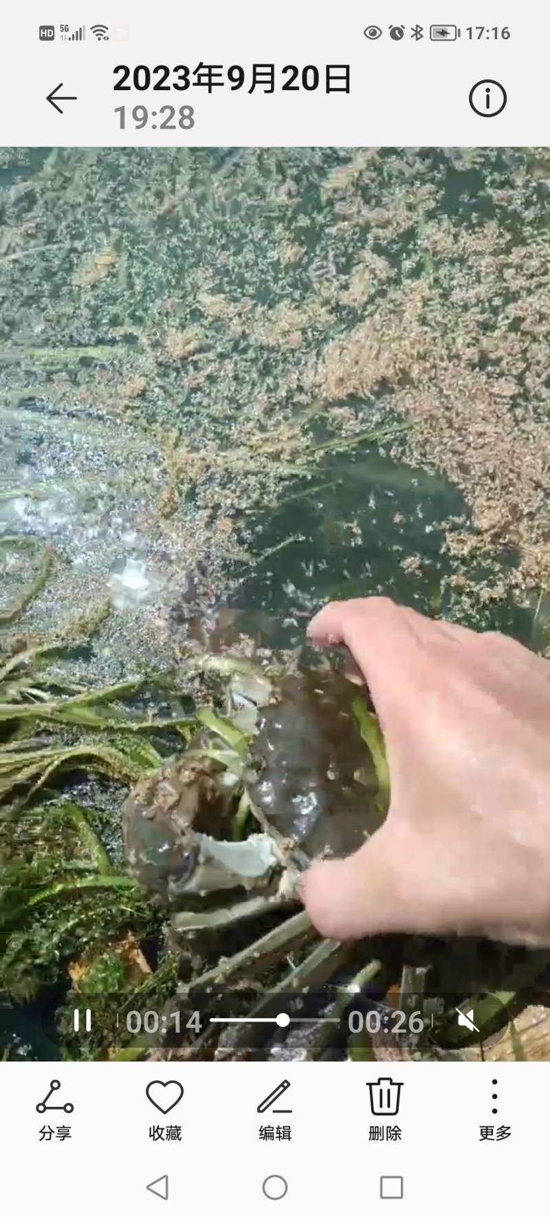 大闸蟹