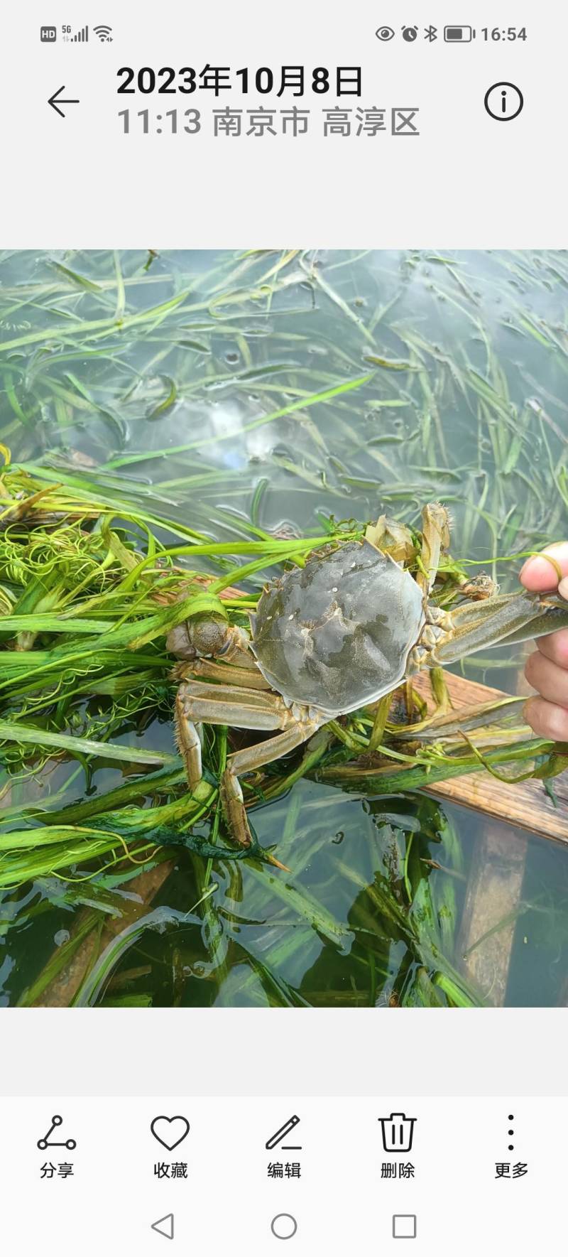 大闸蟹