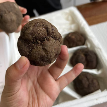 黑松露鲜松露云南松露贡山松露香格里拉新新鲜松露