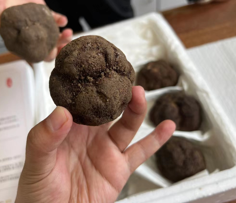 黑松露鲜松露云南松露贡山松露香格里拉新新鲜松露