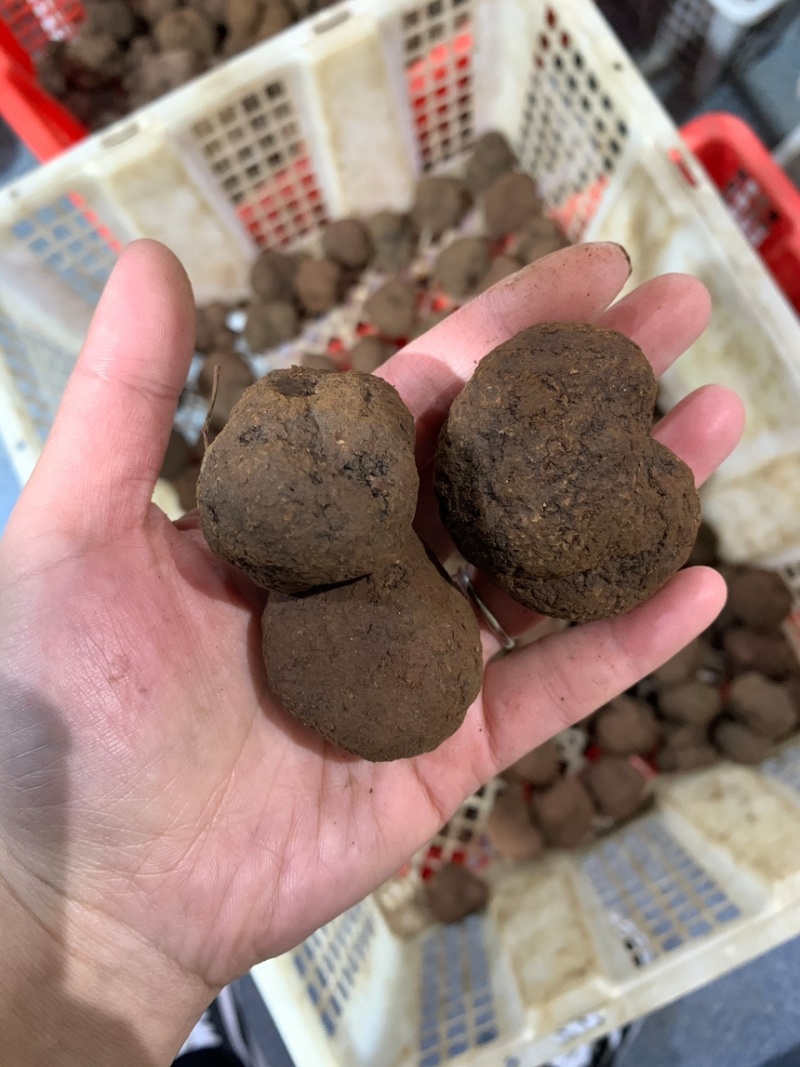 黑松露鲜松露云南松露贡山松露香格里拉新新鲜松露