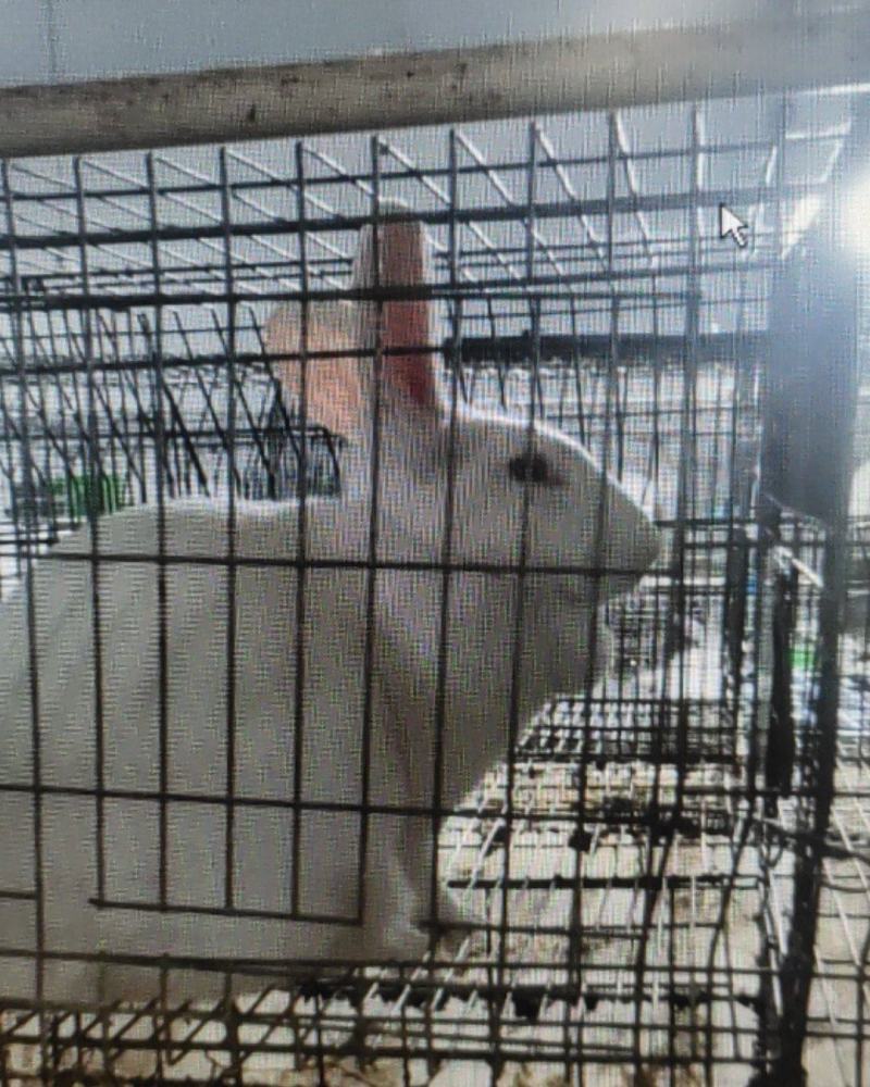 肉兔