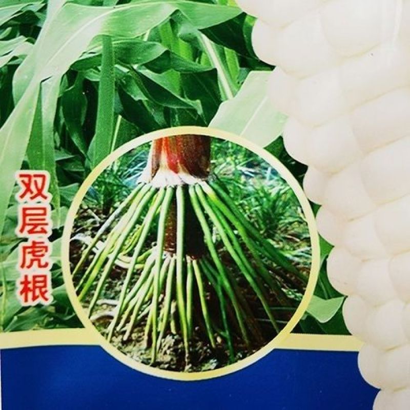 海迈非转基因香甜种子国审鲜食玉米甜加糯基地大田玉米种孑糯
