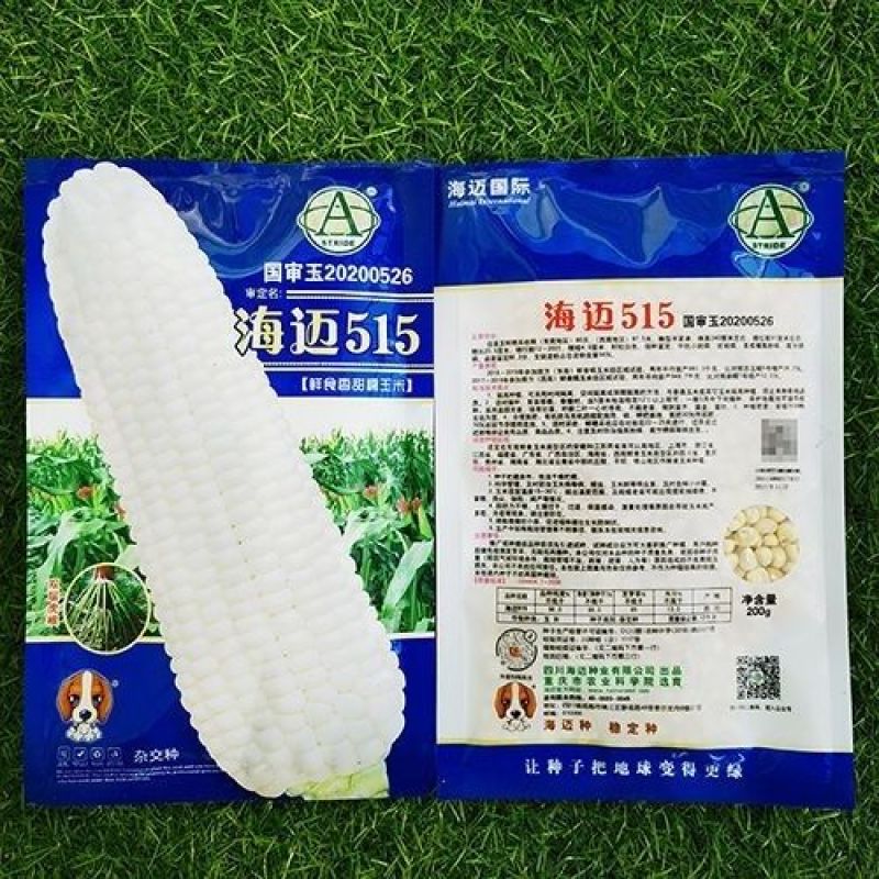 海迈非转基因香甜种子国审鲜食玉米甜加糯基地大田玉米种孑糯