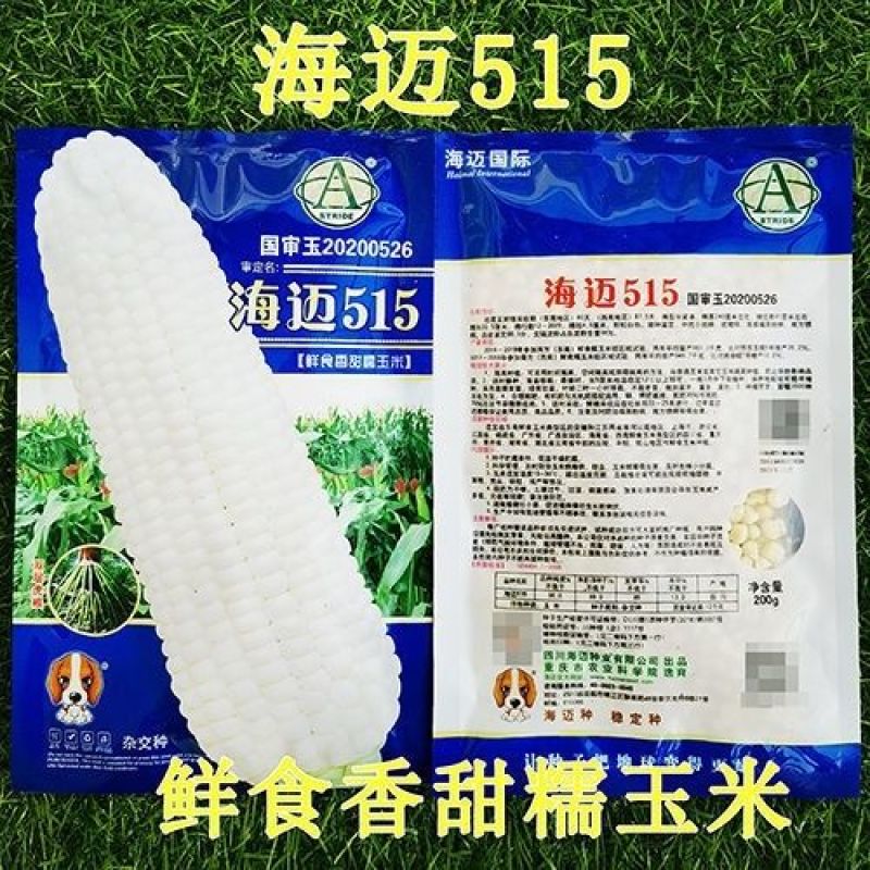 海迈非转基因香甜种子国审鲜食玉米甜加糯基地大田玉米种孑糯